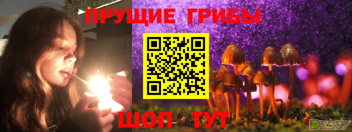 Псилоцибиновые грибы Psilocybe Строитель